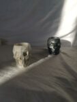 Skull Pots Brush Pen Amore Creative Collections Home Decor - Jesmonite South Africa Shop Online